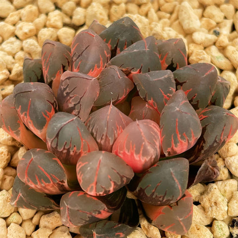 Haworthia Rhino Horn Variegated