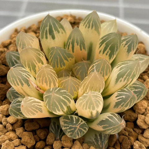 Haworthia Rouge RV