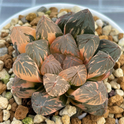 Haworthia Big Leaf Rouge Variegated