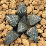 Haworthia Seeds Planted item WOLF TOOTH