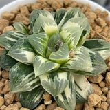 Haworthia Shiba Toshi Variegated