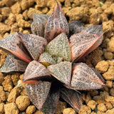 Haworthia Splendens Yukigeshiki Variegated