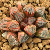 Haworthia Sweet Candy Variegated