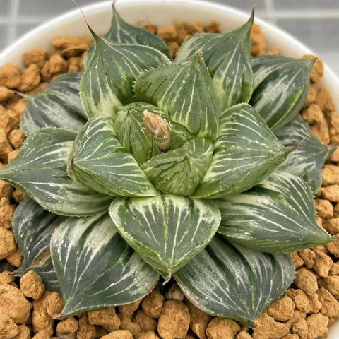 Haworthia Sansenjou White Variegated
