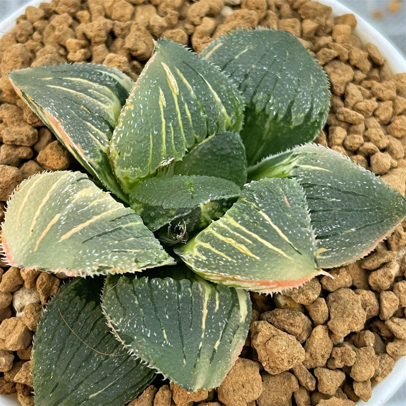 Variegated – Page 18 – ChinaHaworthia