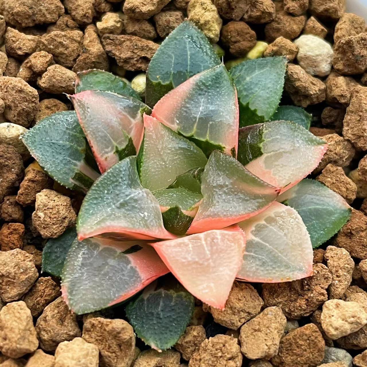 All – Page 29 – ChinaHaworthia