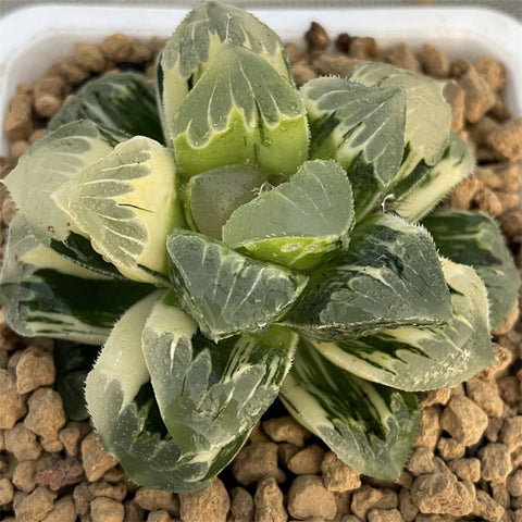 Haworthia Shiba Toshi variegated