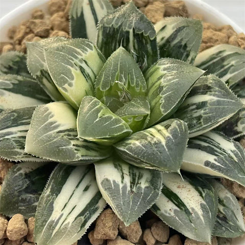 Haworthia Shiba Toshi Variegated