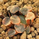 Haworthia Maughanii Shinkirou Variegated