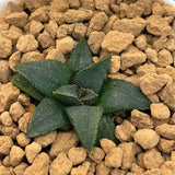 Haworthia Hard Leaf Short Leaf Koelmaniorum