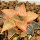 Haworthia Badia SHUTENDOUJI Central Leaves Reverse Variegated