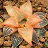 Haworthia Badia SHUTENDOUJI Central Leaves Reverse Variegated