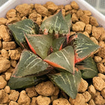 Haworthia Badia Shutendouji Variegated (S)