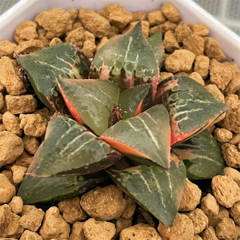 Haworthia Badia Shutendouji Variegated (S)