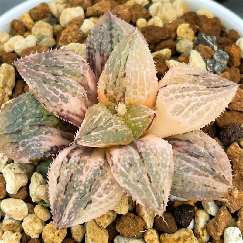 Variegated – Page 18 – ChinaHaworthia