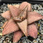 Haworthia Hard Leaf Gintaikyo Silver Tarantula