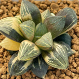Haworthia Super Silver Turtle Variegated