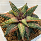 Haworthia Hard Leaf Snowy Winter Variegated