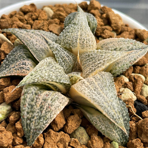 Haworthia Splendens Andromeda Variegated