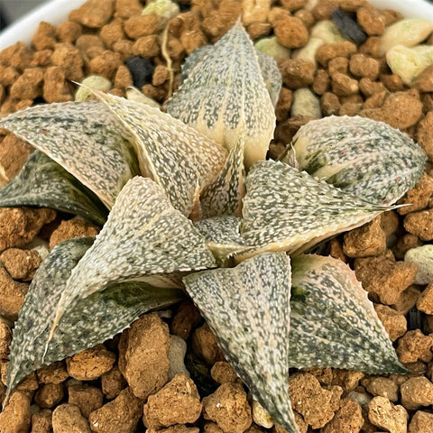 Haworthia Splendens Andromeda Variegated