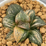 Haworthia Splendens Jewelry Queen Variegated