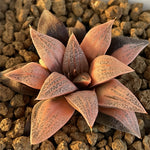 Haworthia Splendens Lady Rose Reverse Variegated