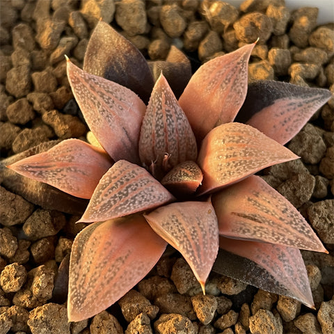 Haworthia Splendens Lady Rose Reverse Variegated
