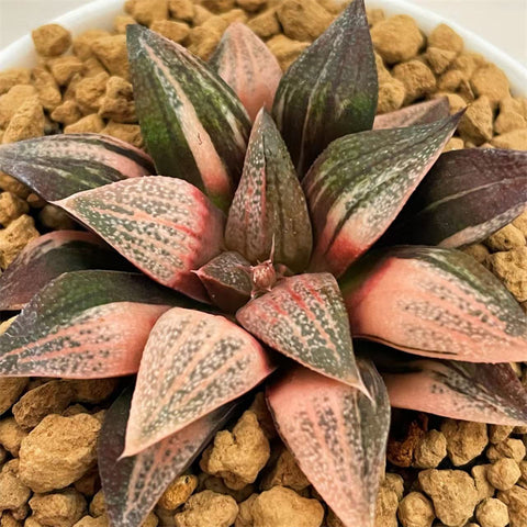 Haworthia Splendens Lady Rose Variegated