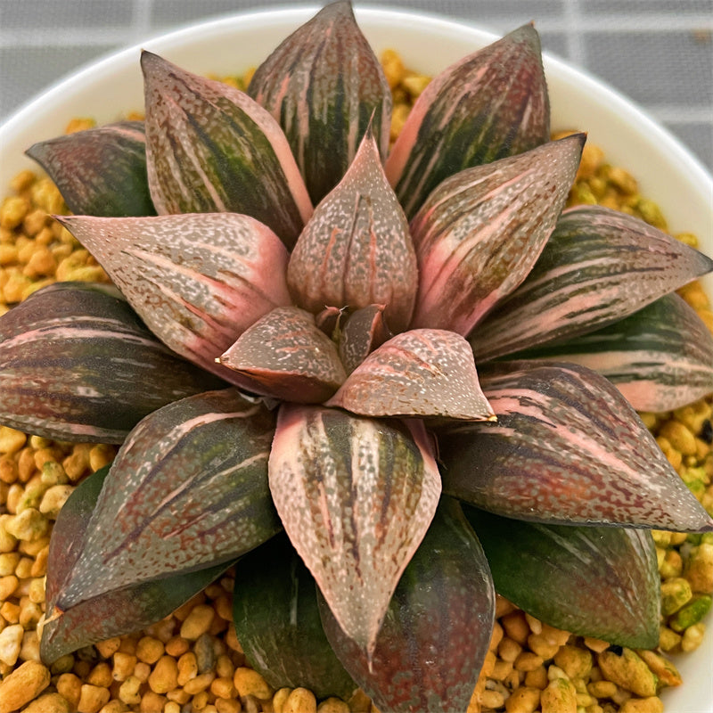 SplendensLadyRoseVariegated_2.