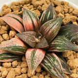Haworthia Splendens Lady Rose Variegated