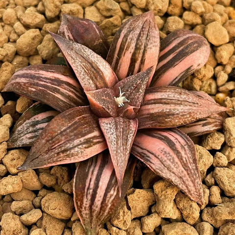 Haworthia Splendens Lady Rose Variegated