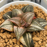 Haworthia Splendens MATCHA Variegated