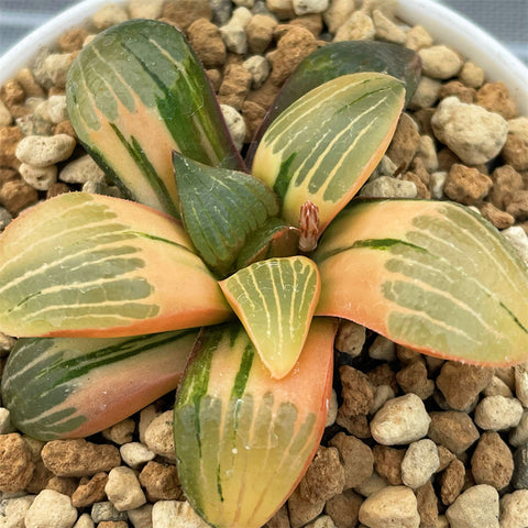 Haworthia Springbokvlakensis Hybrid Variegated