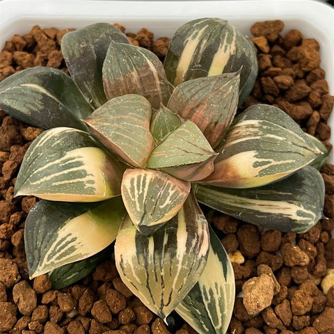 Haworthia Super Silver Turtle Variegated