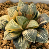 Haworthia Super Silver Turtle Variegated