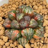 Haworthia Sweet Candy Variegated