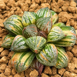 Haworthia Sweet Candy Variegated