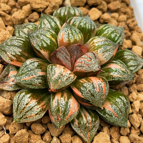 Haworthia Sweet Candy Variegated