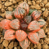 Haworthia Sweet Candy Variegated