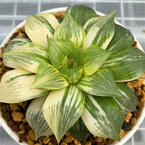 Haworthia Sweet Dream Variegated