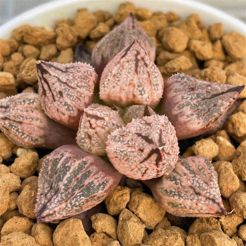 Haworthia Mutant Sweet Kiss