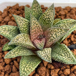 Haworthia Hard Leaf Tegai