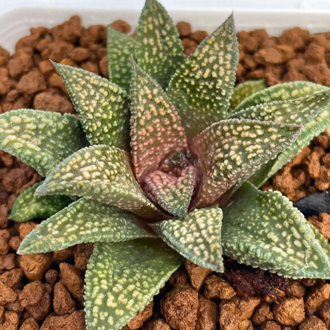 Haworthia Hard Leaf Tegai