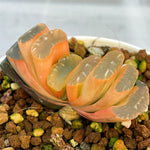 Haworthia Truncata CV. Midori no Shima x Best Blue RV