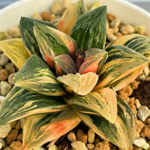 Haworthia Tyger Variegated