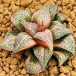 Haworthia Splendens Taj Mahal Variegated