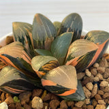 Haworthia Thick Leaf Correcta Yamada Black Variegated