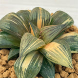 Haworthia THUNDER SHADOW Variegated