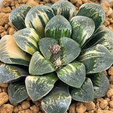 Haworthia 'THUNDERBIRD' Variegated