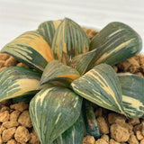 Haworthia THUNDER SHADOW Variegated